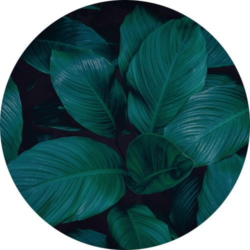 Jungle leaves - Muurcirkel 