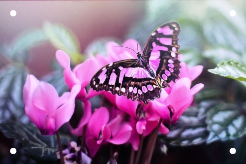Roze vlinder - Tuinposter