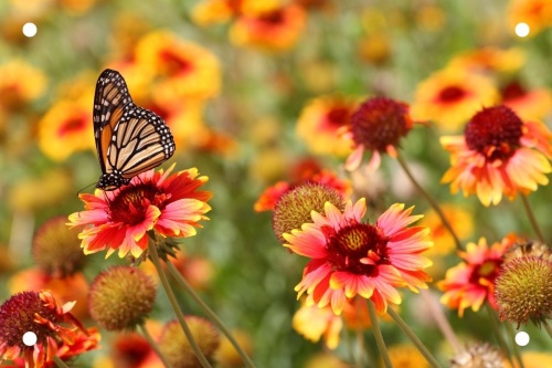 Oranje bloemen en vlinders- Tuinposter