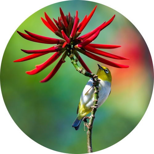 Vogel met bloem - Muurcirkel